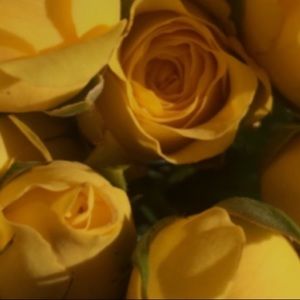 Meet your Posher, Meadow